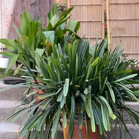 Atalantar ビジャヌエバ・デ・ラ・ベラ