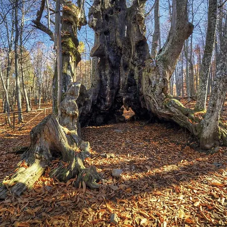 Atalantar ビジャヌエバ・デ・ラ・ベラ