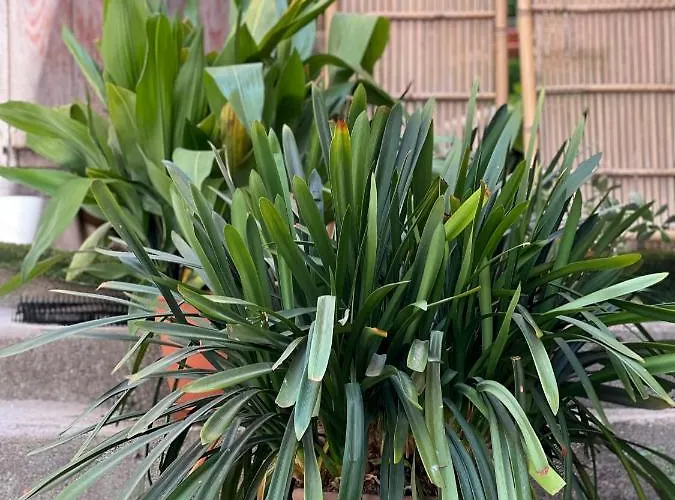 Atalantar Villanueva De La Vera